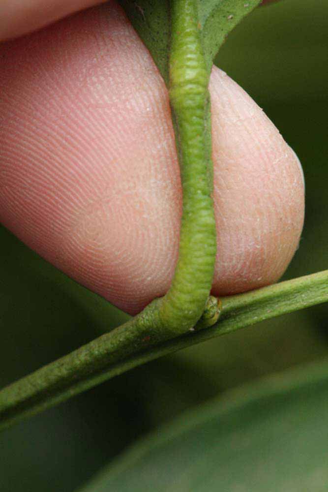              Petiole (Riverside, CA)       